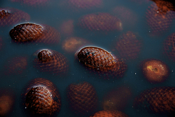 Floating Fruits | Iquitos, Peru