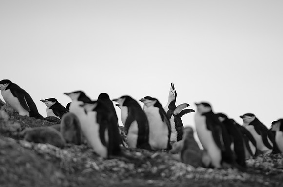 Call Out | Unknown Island, Antarctica