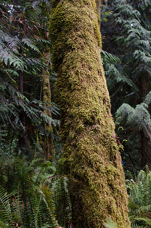 Moss | Washington, USA