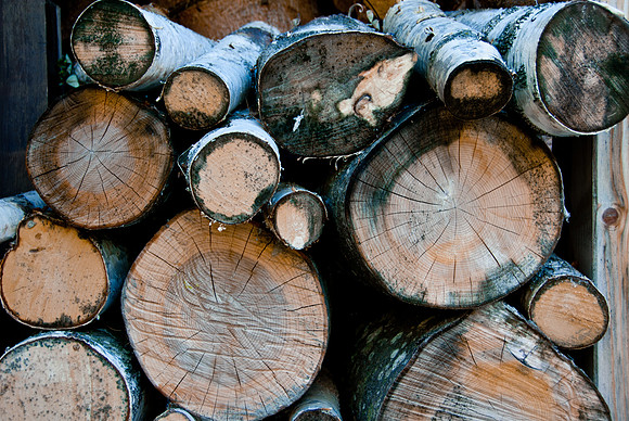 Birch Pile | The Alps, Austria