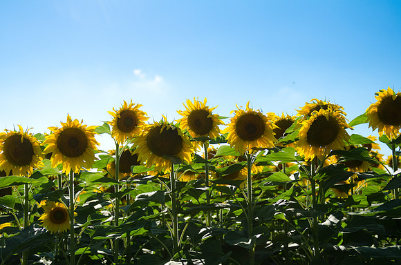 Sunflowers | Snagov, Romania