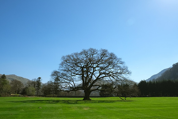 British Maple | Glenridding, Lake District, UK