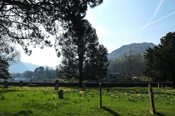 Daffodils and Tombstones | Glenridding, UK