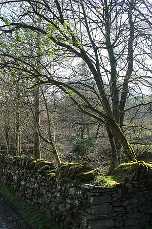 Moss and Stone | Glenridding, Lake District, UK