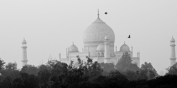 Taj Mahal's Birds | Agra, India