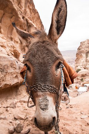 Donkey Friend | Petra, Jordan