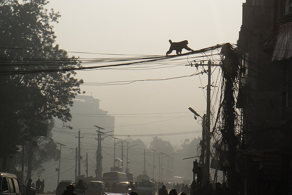 Monkey on a Wire | Kathmandu, Nepal