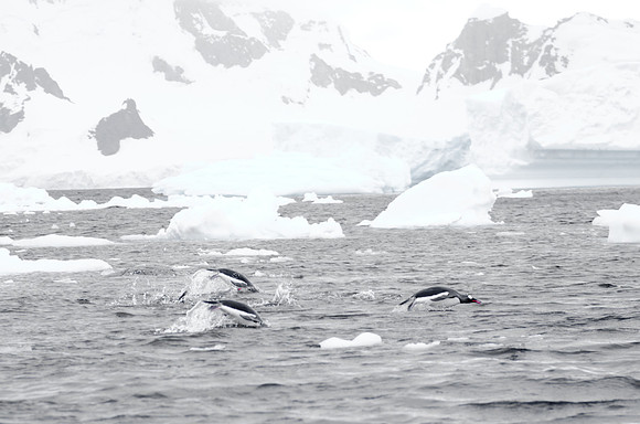Swimmers I | Antarctica